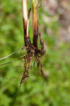 Hammock sedge